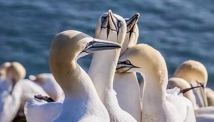 南宫体育-奥拉罗尤恭维恒大：对手是1号夺冠热门 不会出奇招