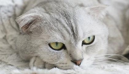 南宫体育-奥拉罗尤恭维恒大：对手是1号夺冠热门 不会出奇招