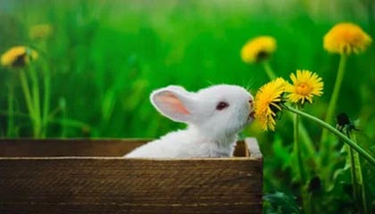 ng体育app-山东高速男篮惜败 小球迷嚎啕大哭 球迷评论区安慰 还收到网友寄来的惊喜礼物……